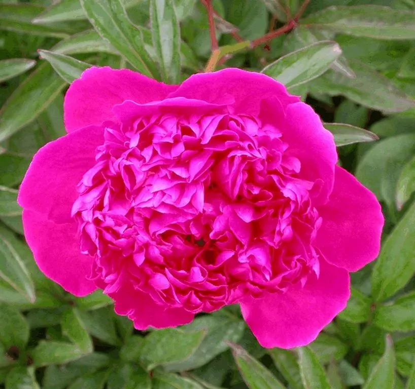Paeonia 'Felix Crousse' (LD)