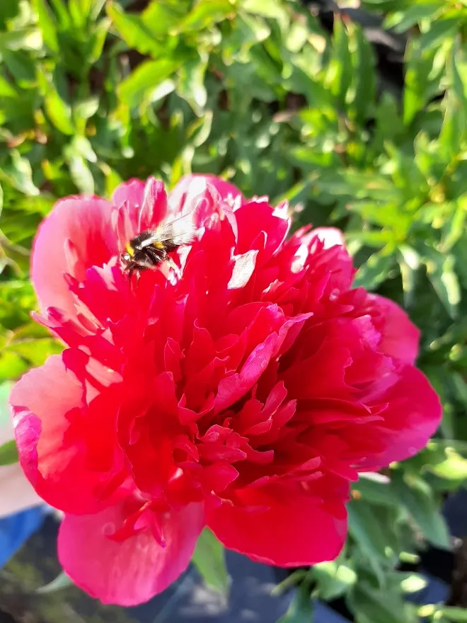 Paeonia 'Karl Rosenfield' (LD) Paeonia 'Karl Rosenfield' (LD)