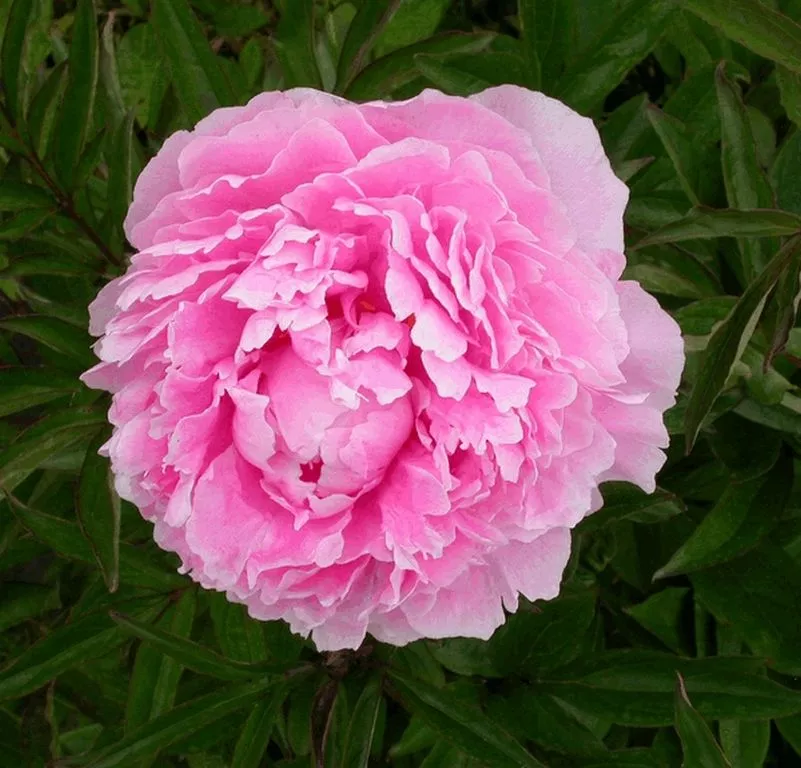 Paeonia 'Sara Bernhardt' (LD)