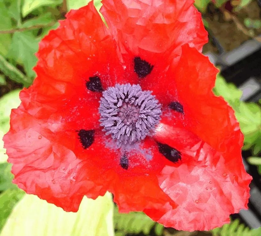 Papaver orientale 'Beauty of Livermere'
