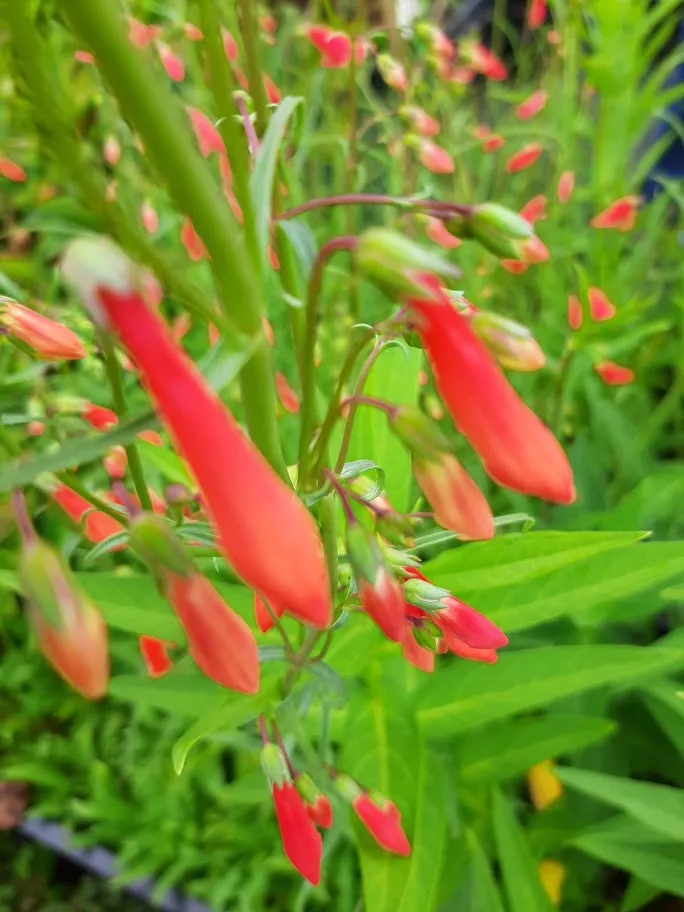 Penstemon barbatus 'Coccineus'