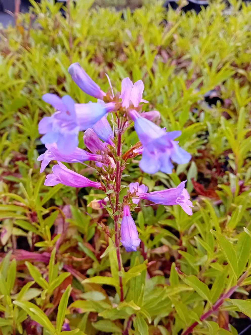 Penstemon hybride 'Catherine de la Mare'