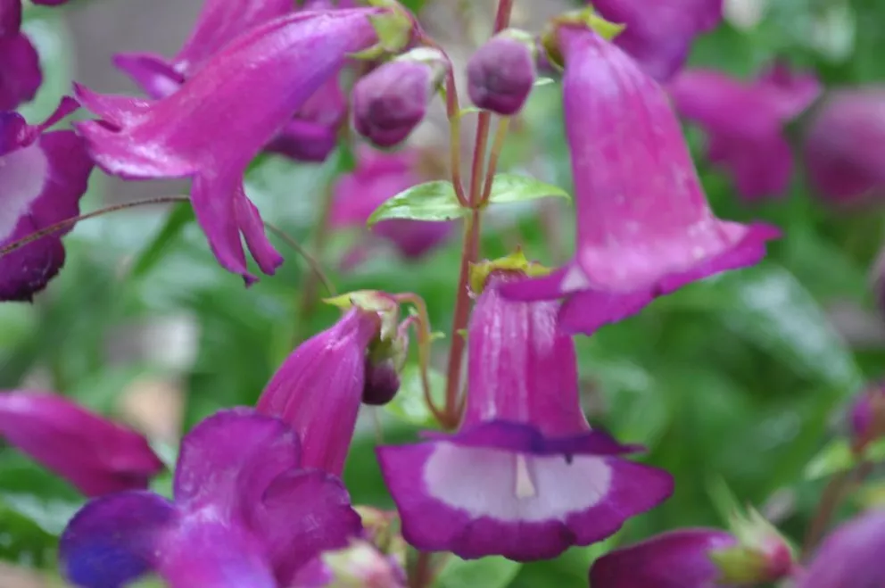 Penstemon hybride 'Purple Passion'