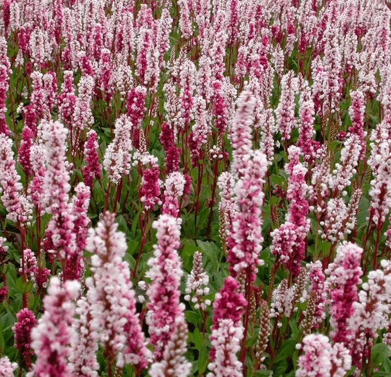 Persicaria affinis 'Superba'