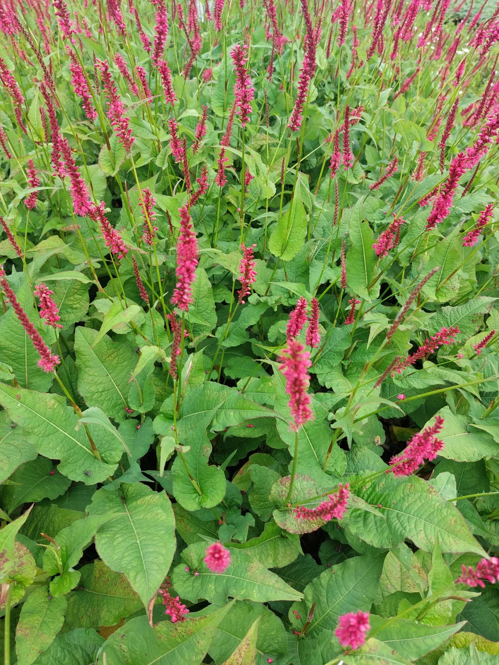 Persicaria amplexicaulis