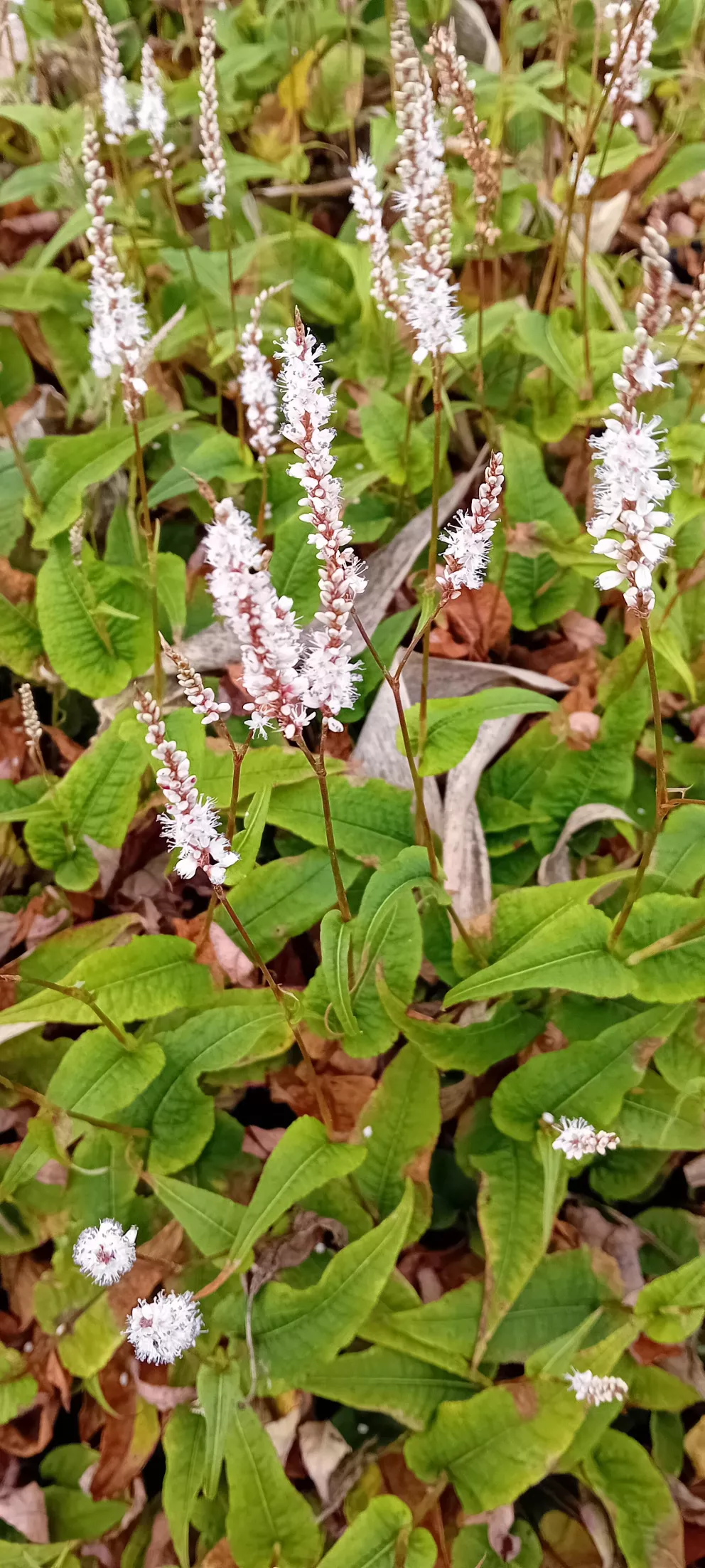 Persicaria amplexicaulis 'Alba Junior' ®
