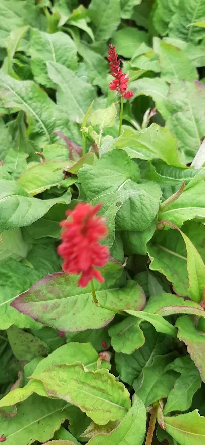 Persicaria amplexicaulis 'Annes Choice' ®