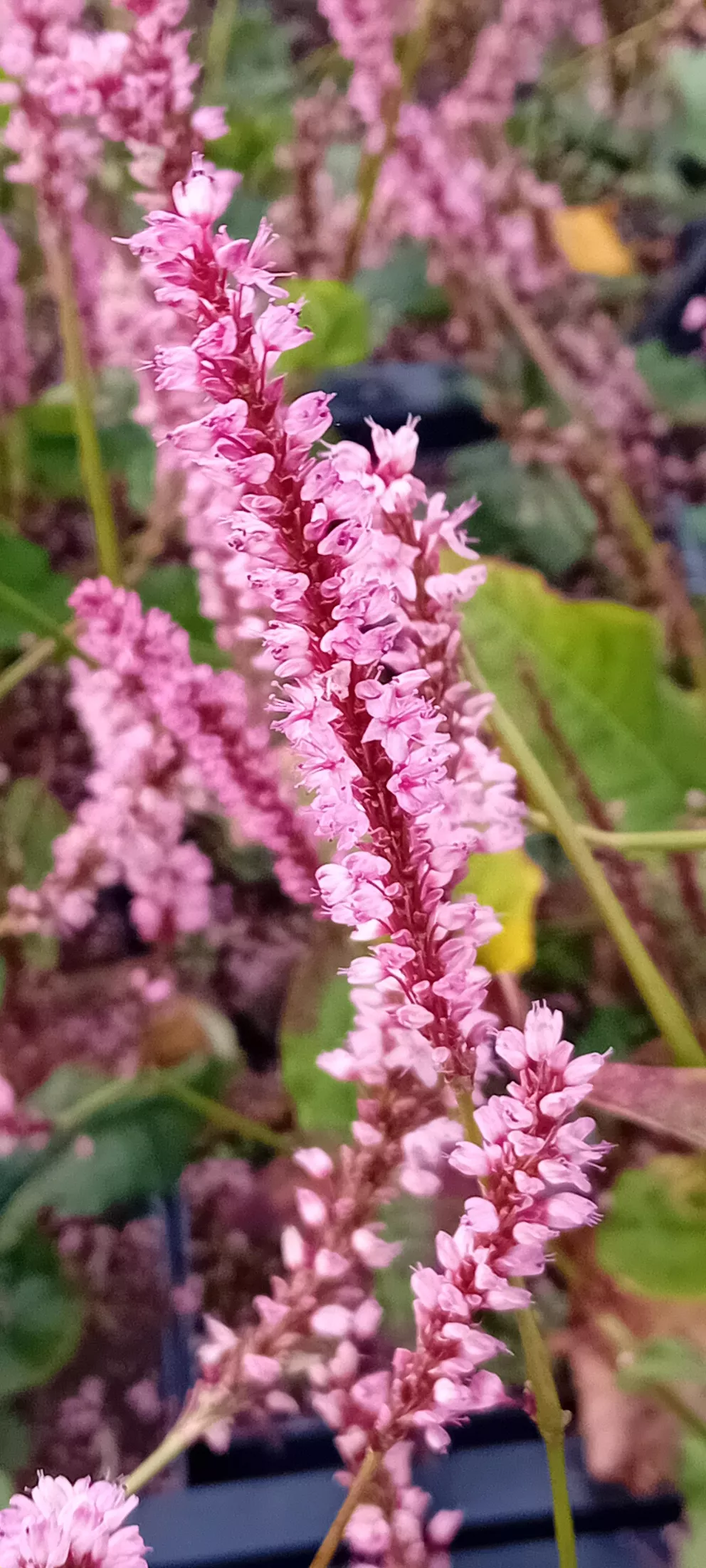 Persicaria amplexicaulis 'Fine Pink'