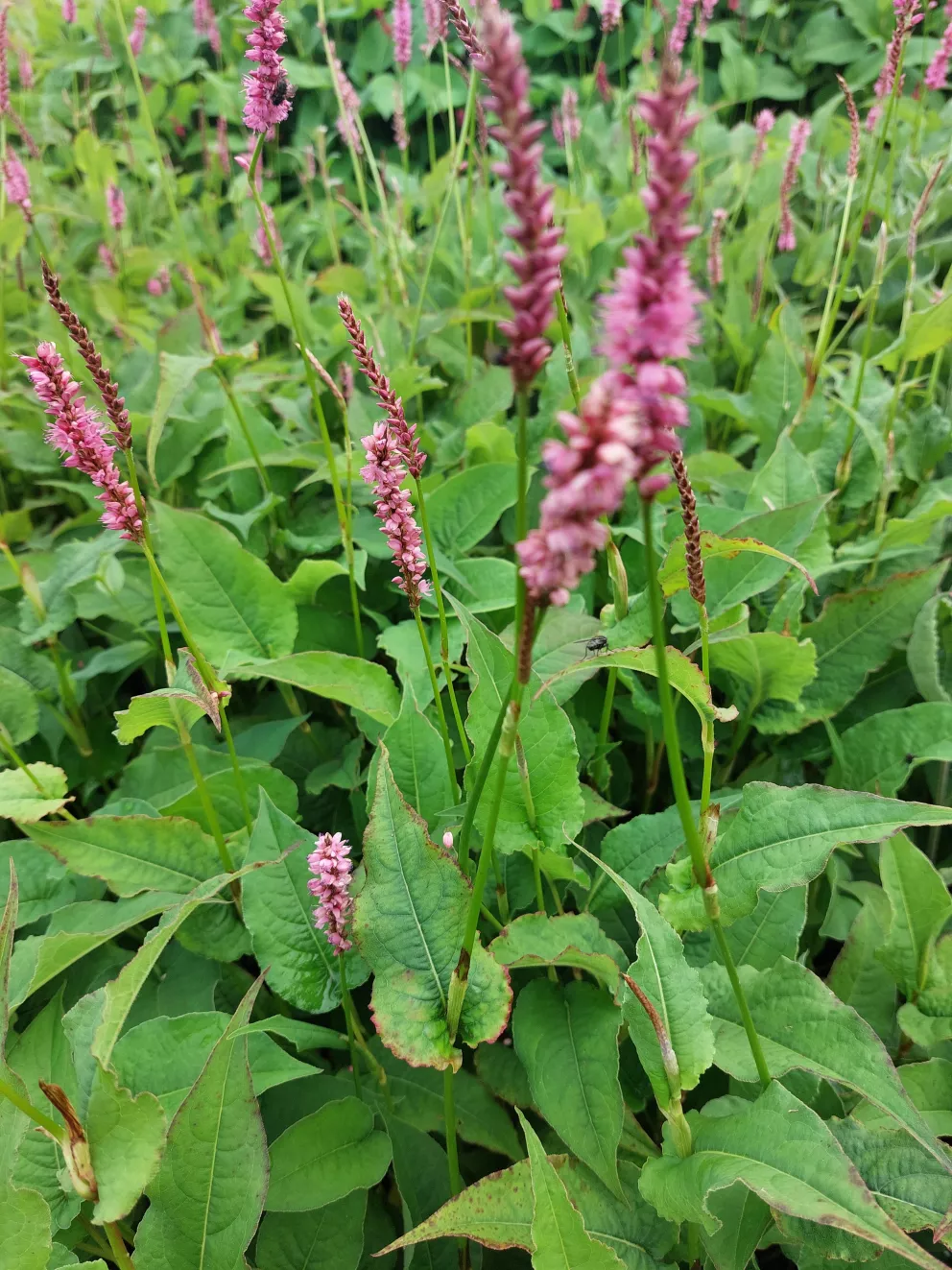 Persicaria amplexicaulis 'Pinkfield' ®