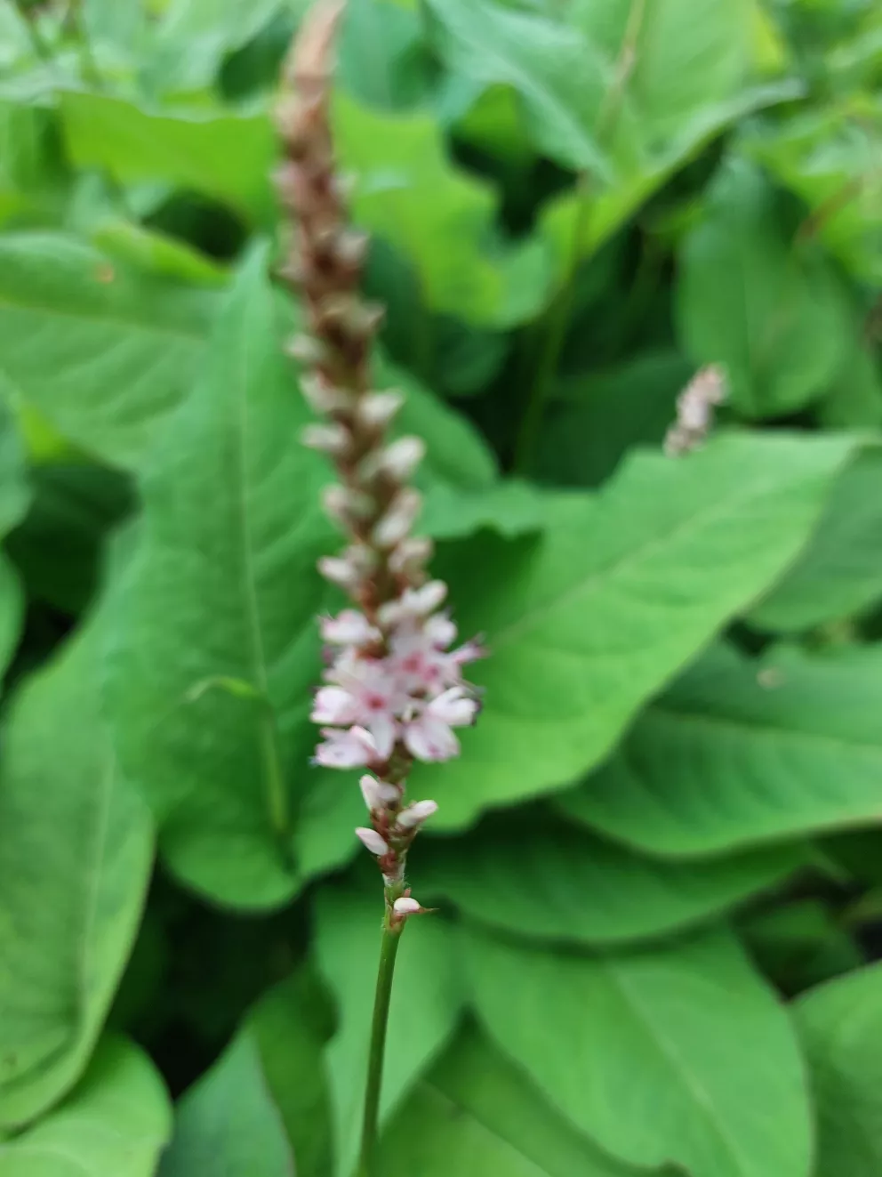 Persicaria amplexicaulis 'Pink Mist'