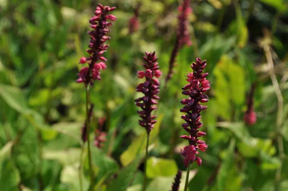 Persicaria amplexicaulis 'Taurus'