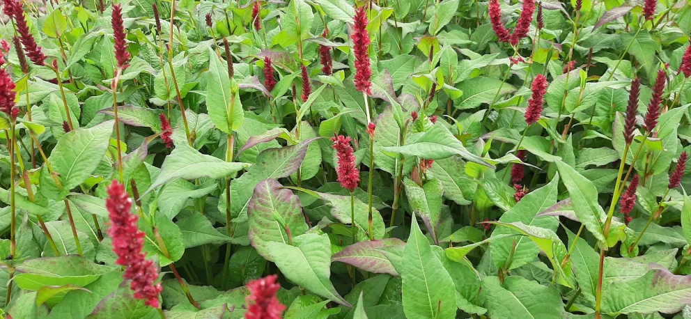 Persicaria amplexicaulis 'Vesuvius' ®