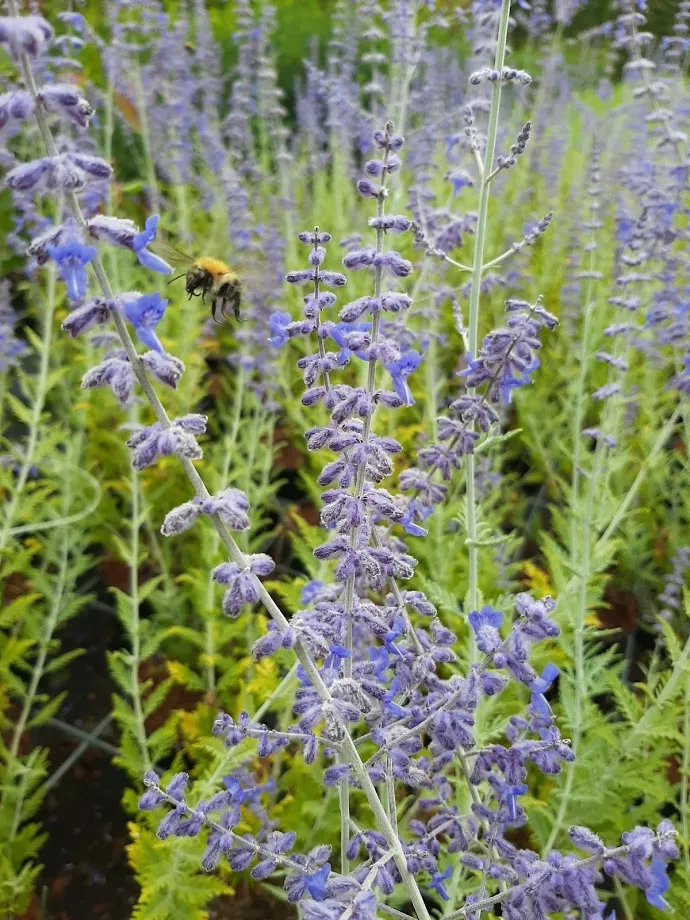 Perovskia atriplicifolia 'Blue Spire'