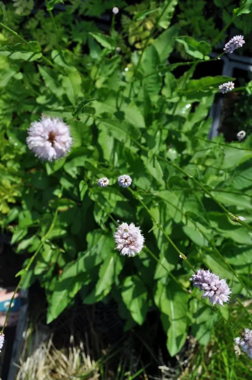 Persicaria bistorta 'Superba'