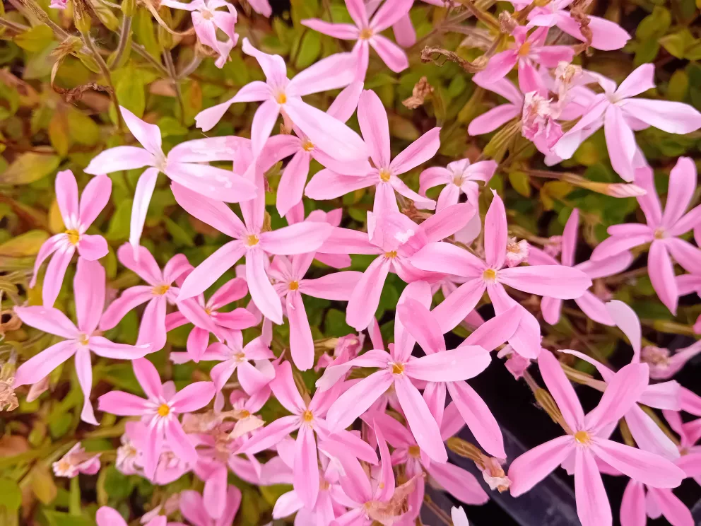 Phlox adsurgens 'Wagon Wheel'