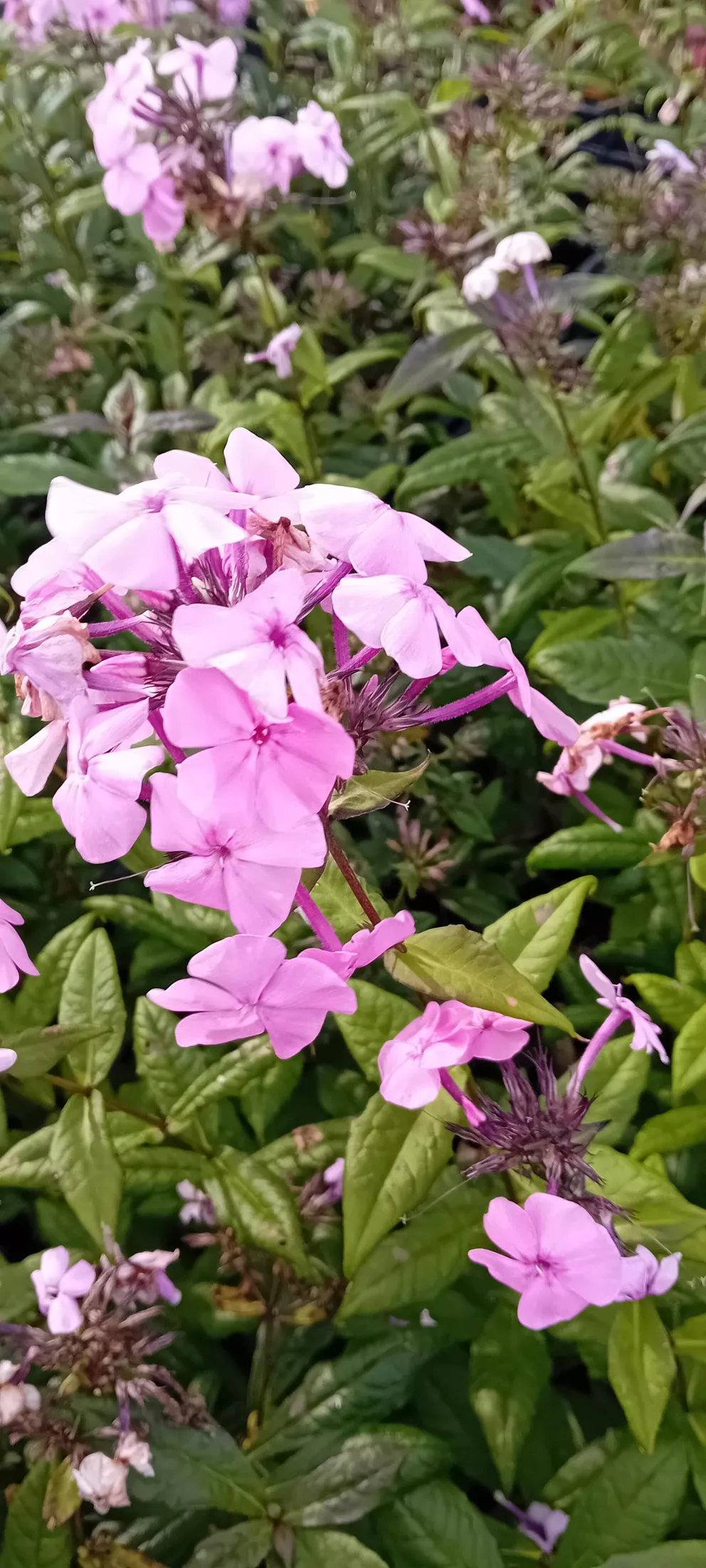 Phlox amplifolia 'Minnehaha'