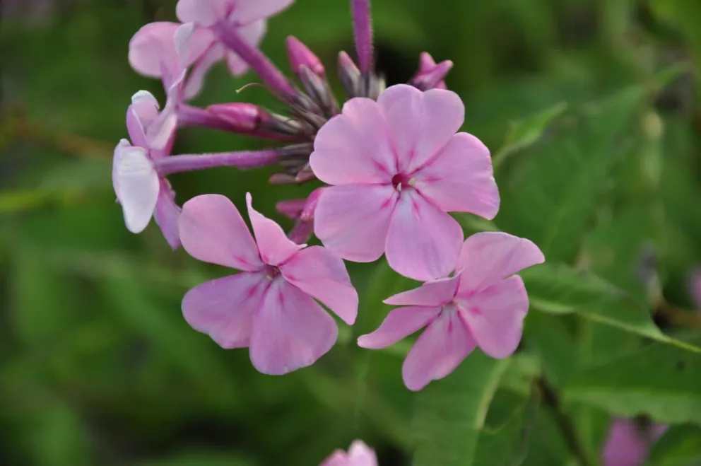 Phlox amplifolia 'Winnetou'