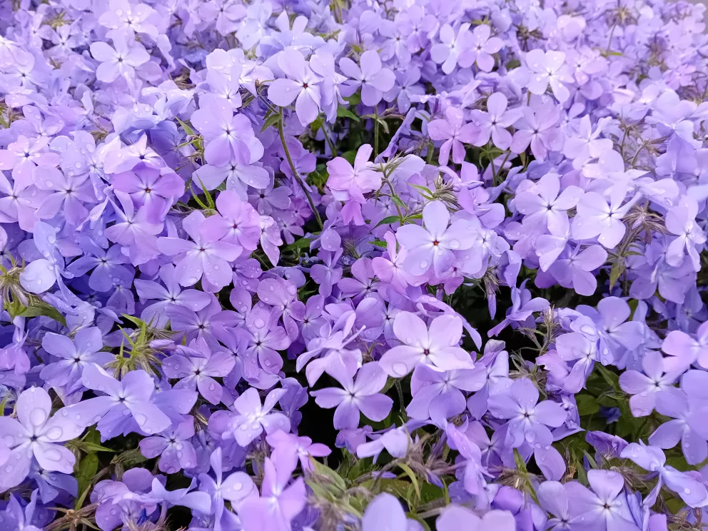 Phlox divaricata 'Blue Moon'