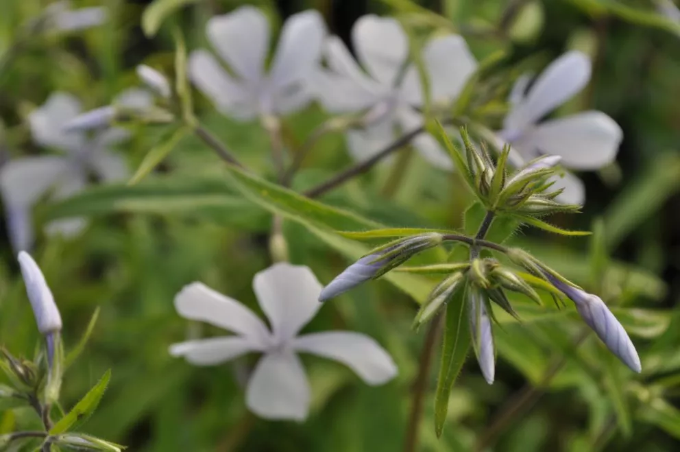 Phlox divaricata 'White Perfume'