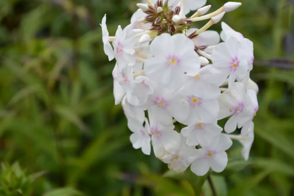 Phlox maculata 'Delta'