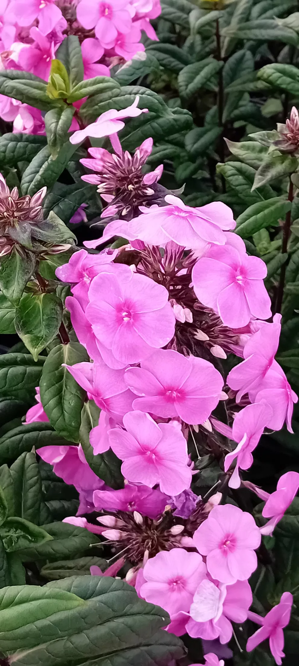 Phlox paniculata 'Eva Cullum'