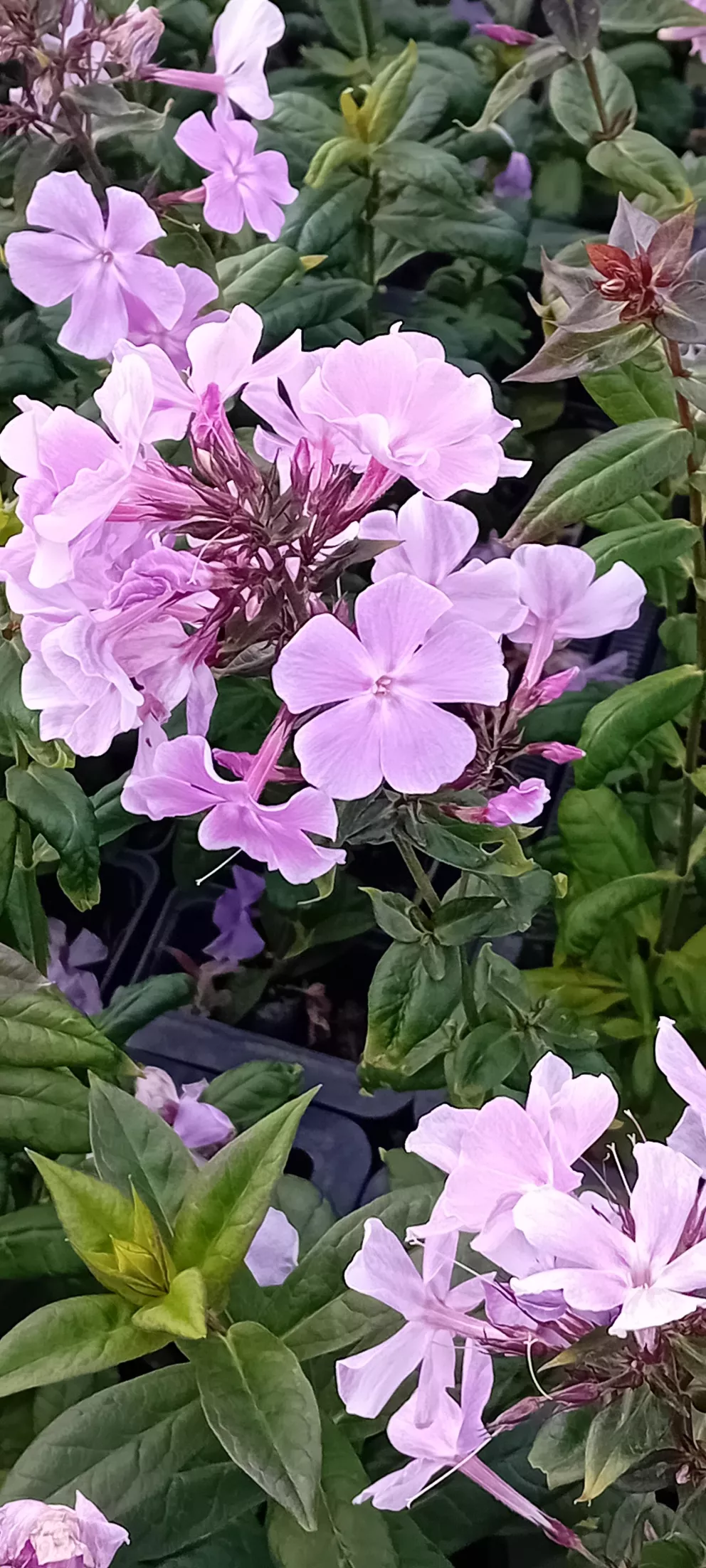 Phlox paniculata 'Franz Schubert'