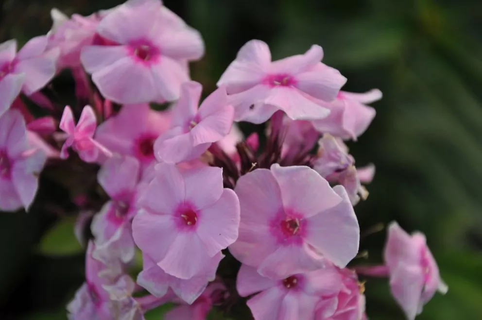 Phlox paniculata 'Herbstwalzer'