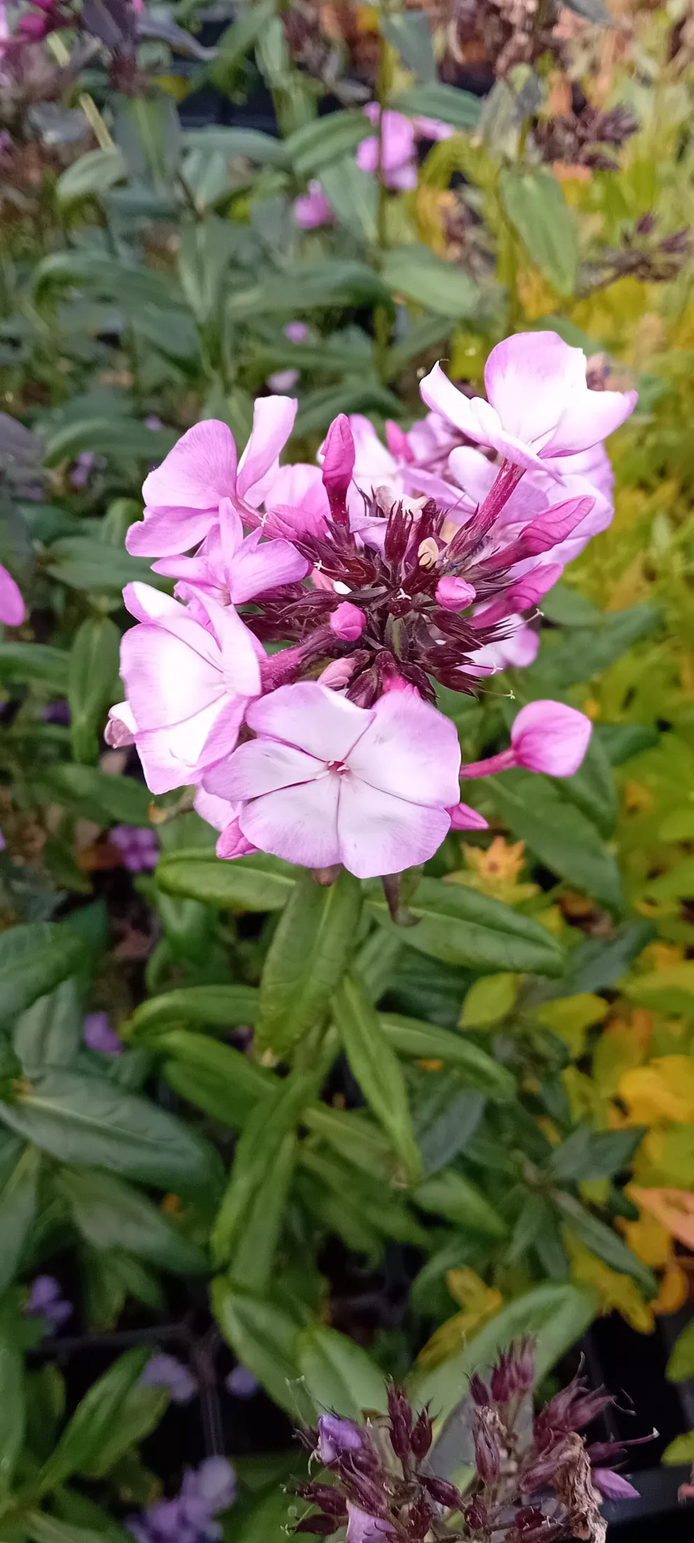 Phlox 'Sweet Summer Fantasy' ®