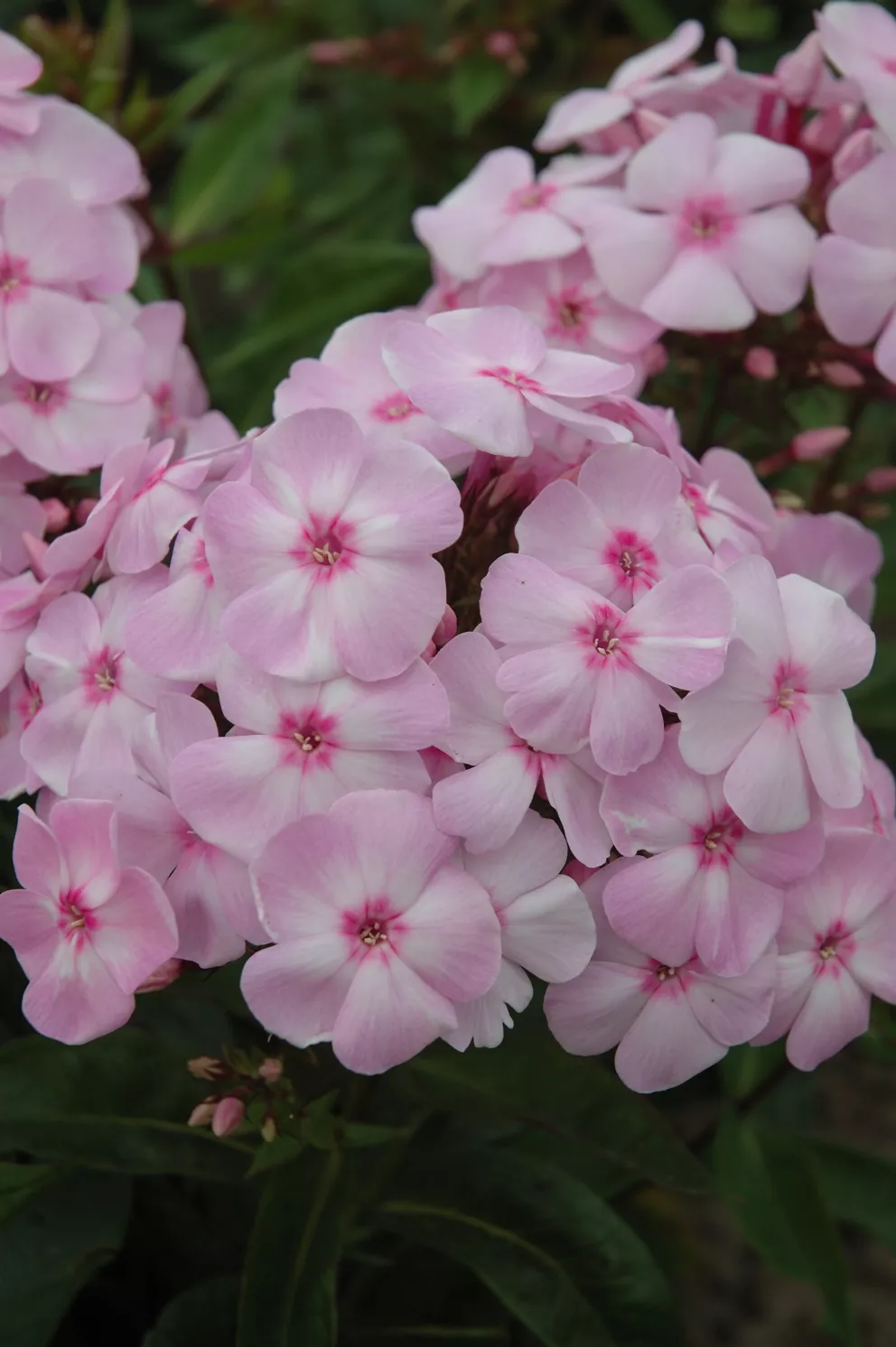 Phlox pan. 'Sweet Summer ® Favourite' ™  