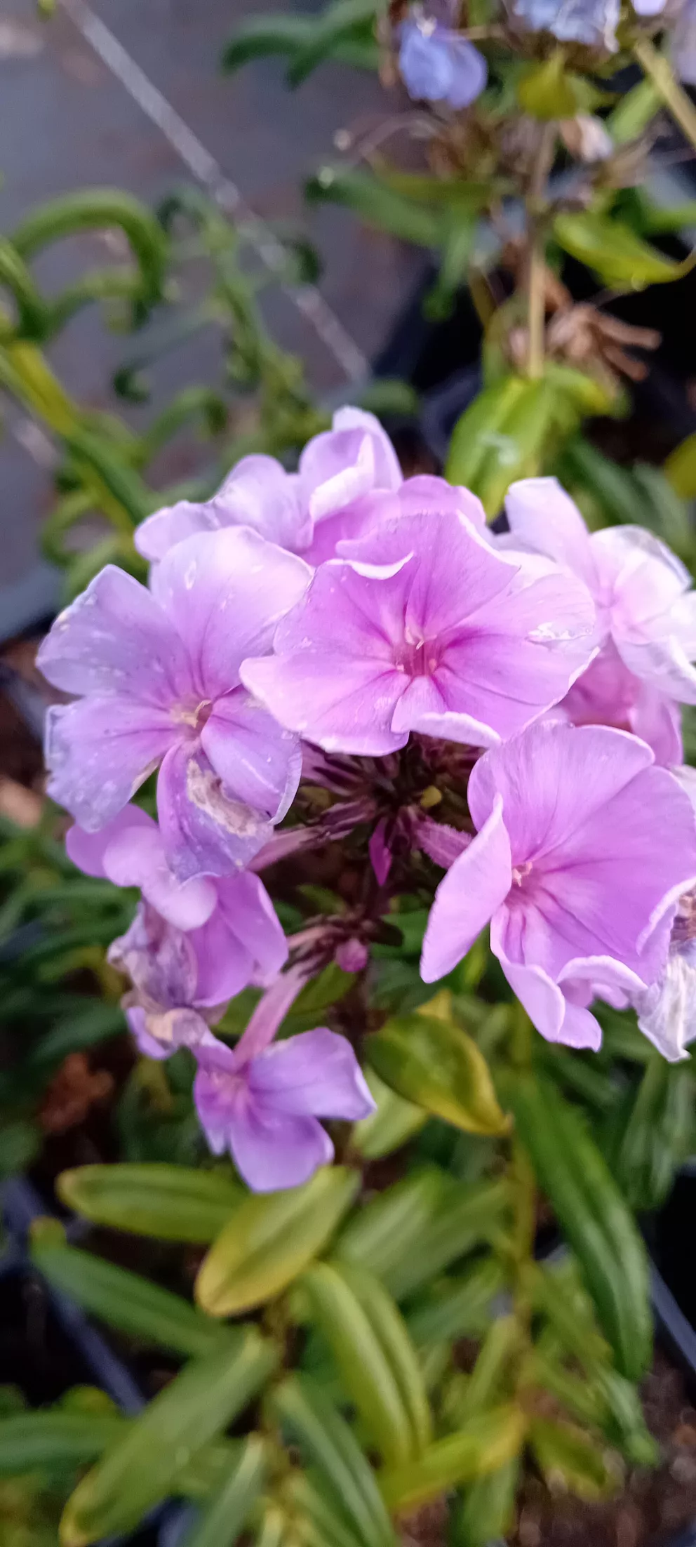 Phlox 'Sweet Summer Ocean' ®
