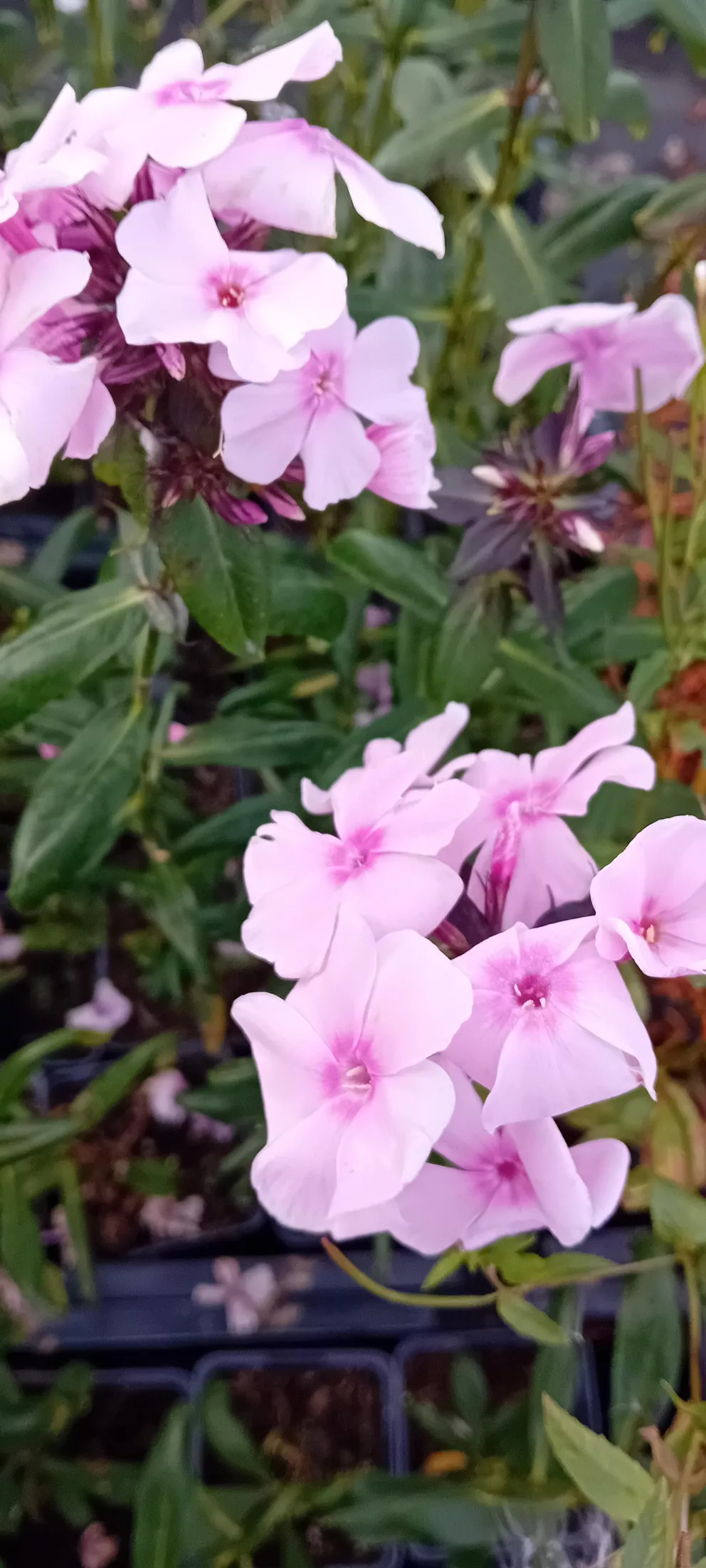 Phlox 'Sweet Summer Sensation' 