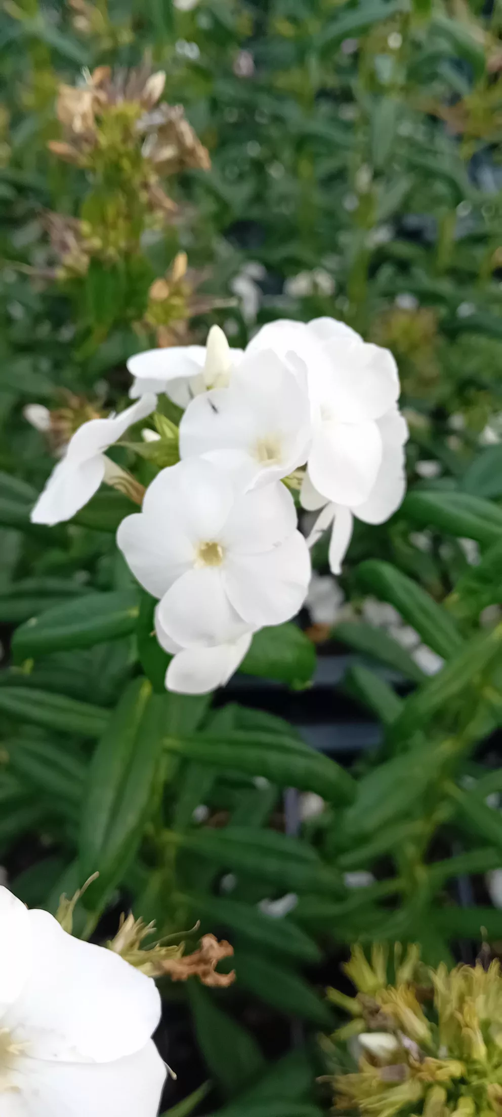 Phlox 'Sweet Summer Snow' (R)