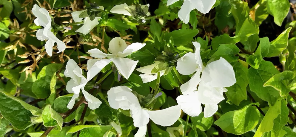 Phlox stolonifera 'Alba'