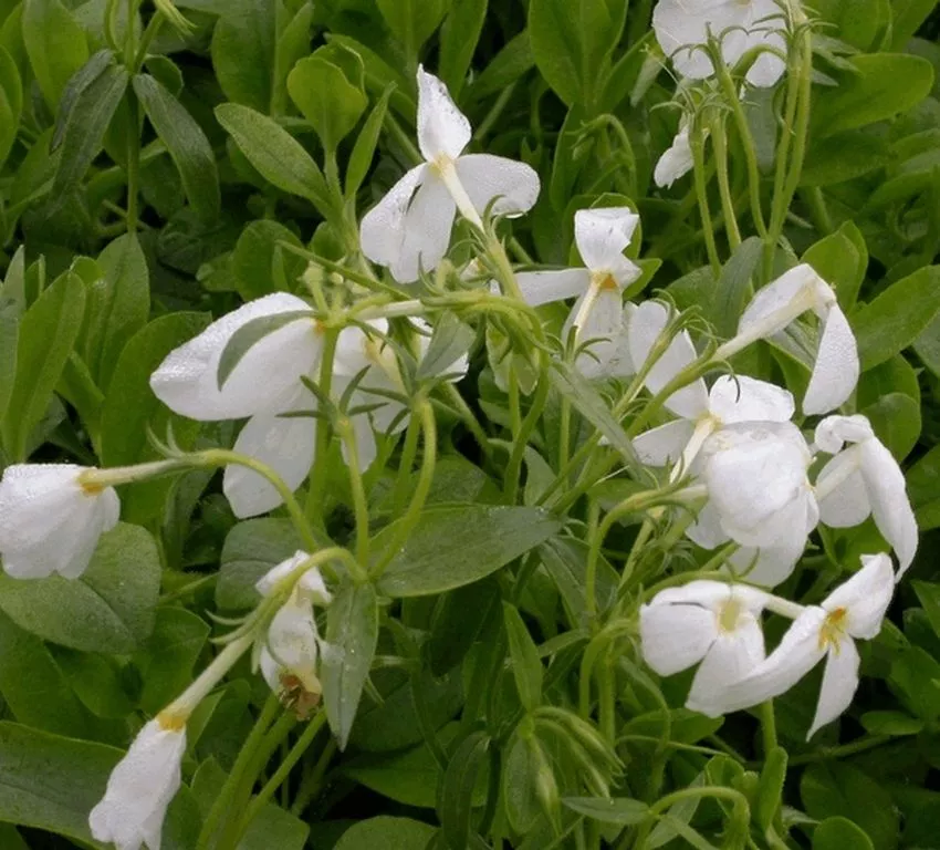 Phlox stolonifera 'Ariane'