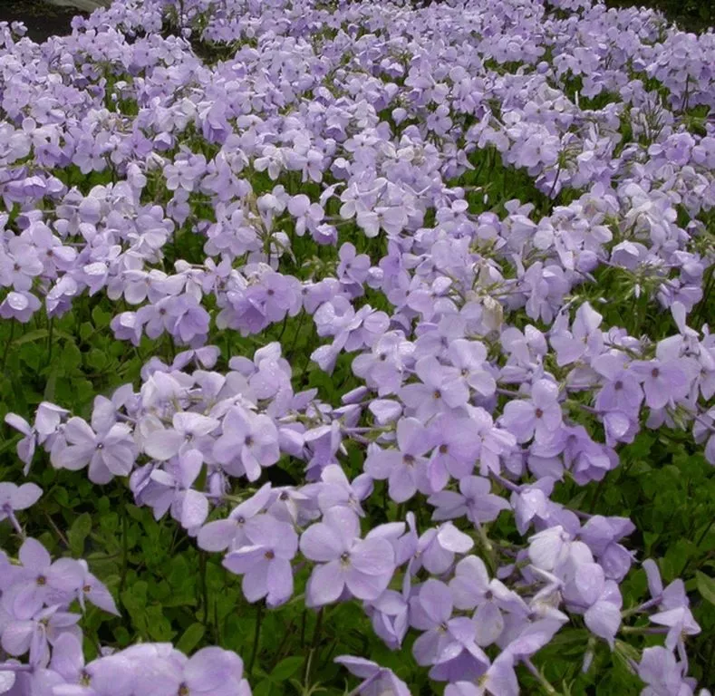 Phlox stolonifera 'Blue Ridge'