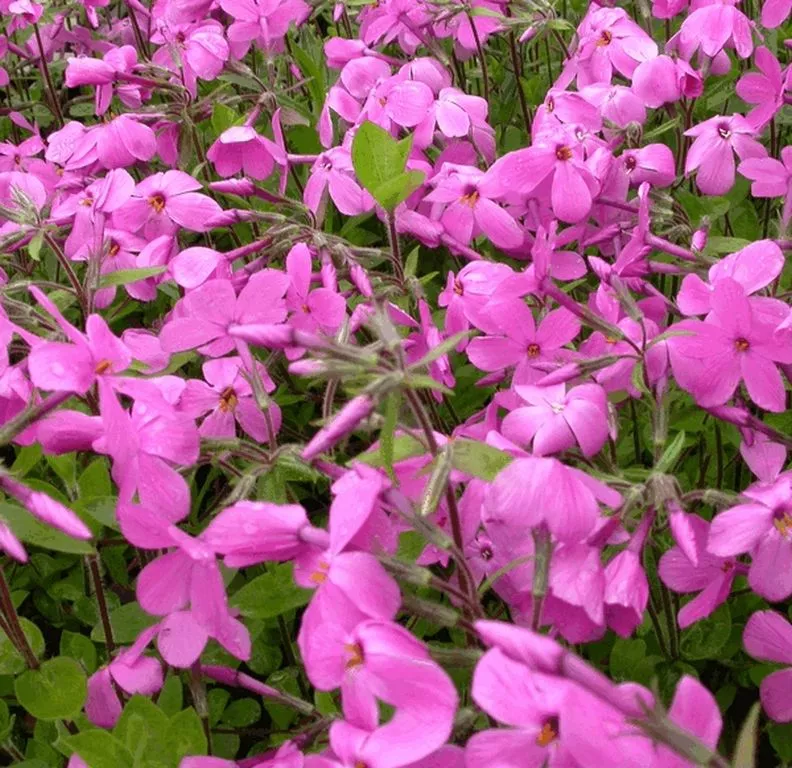 Phlox stolonifera 'Millstream' ('Pink Ridge')