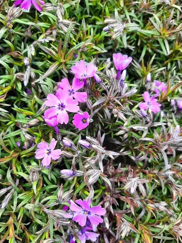 Phlox subulata 'Purple Beauty'