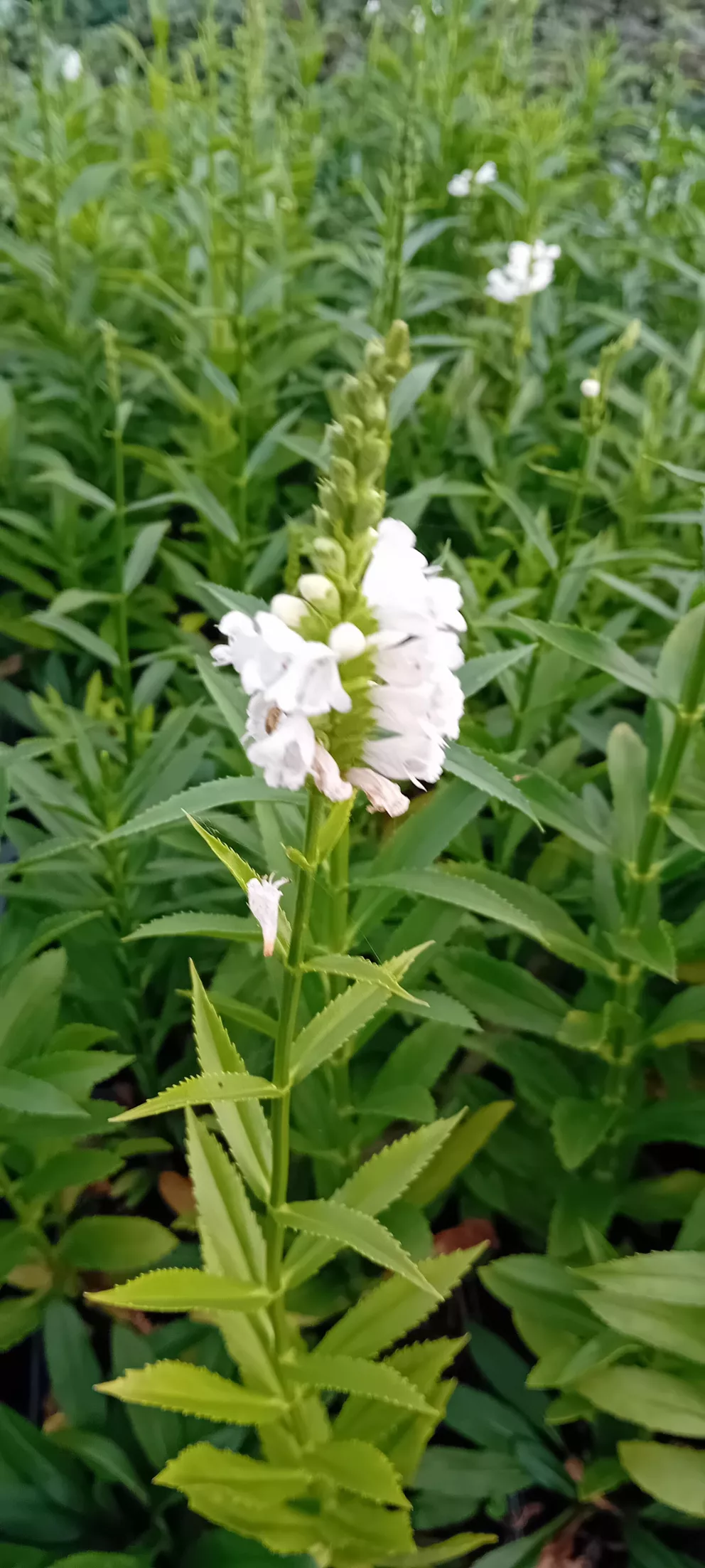 Physostegia virginiana 'Alba'