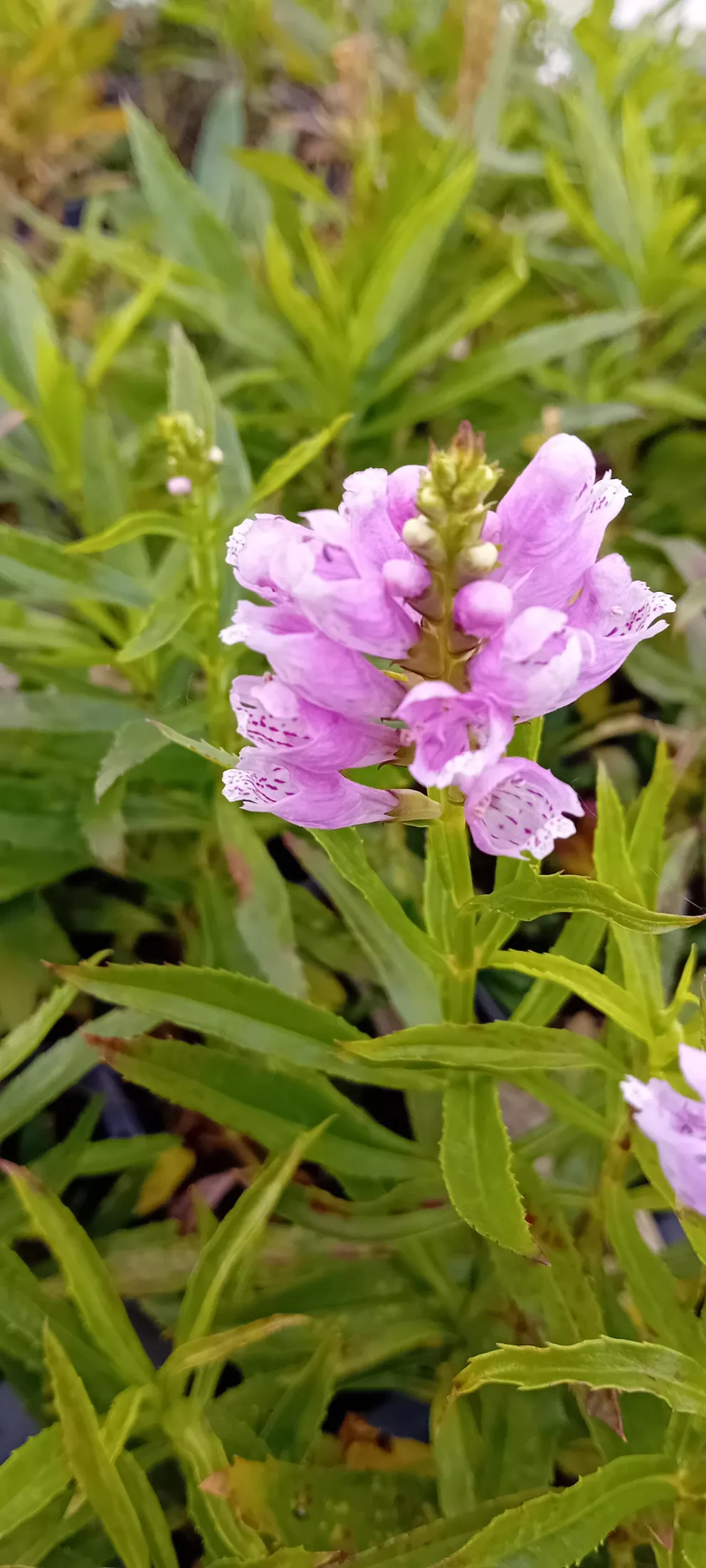 Physostegia virginiana 'Bouquet Rose'