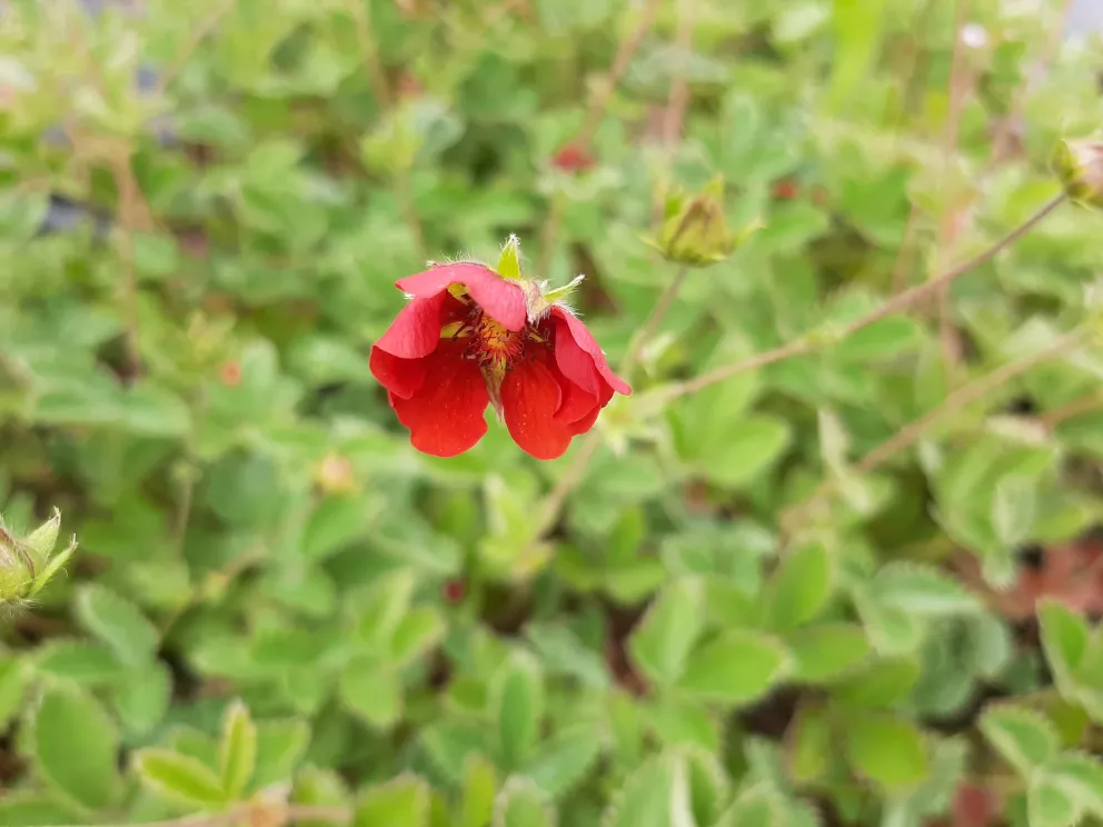 Potentilla atrosanguinea
