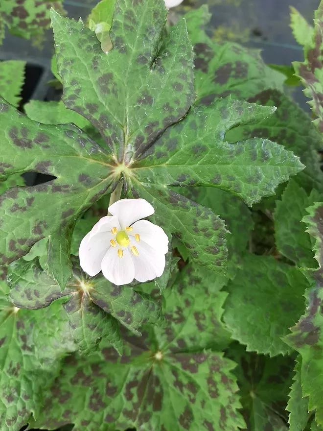 Podophyllum delavayi
