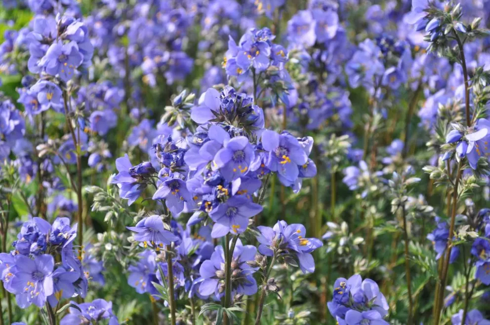 Polemonium yezoense 'Bressingham Purple' ®