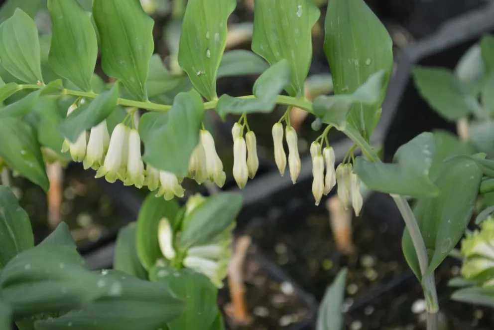 Polygonatum commutatum