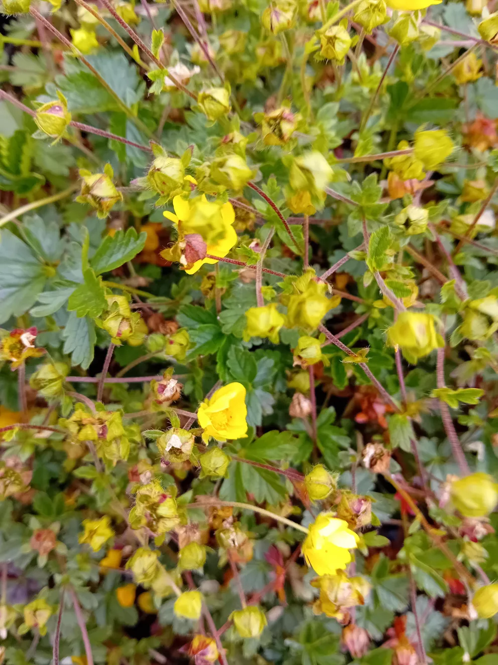 Potentilla crantzii
