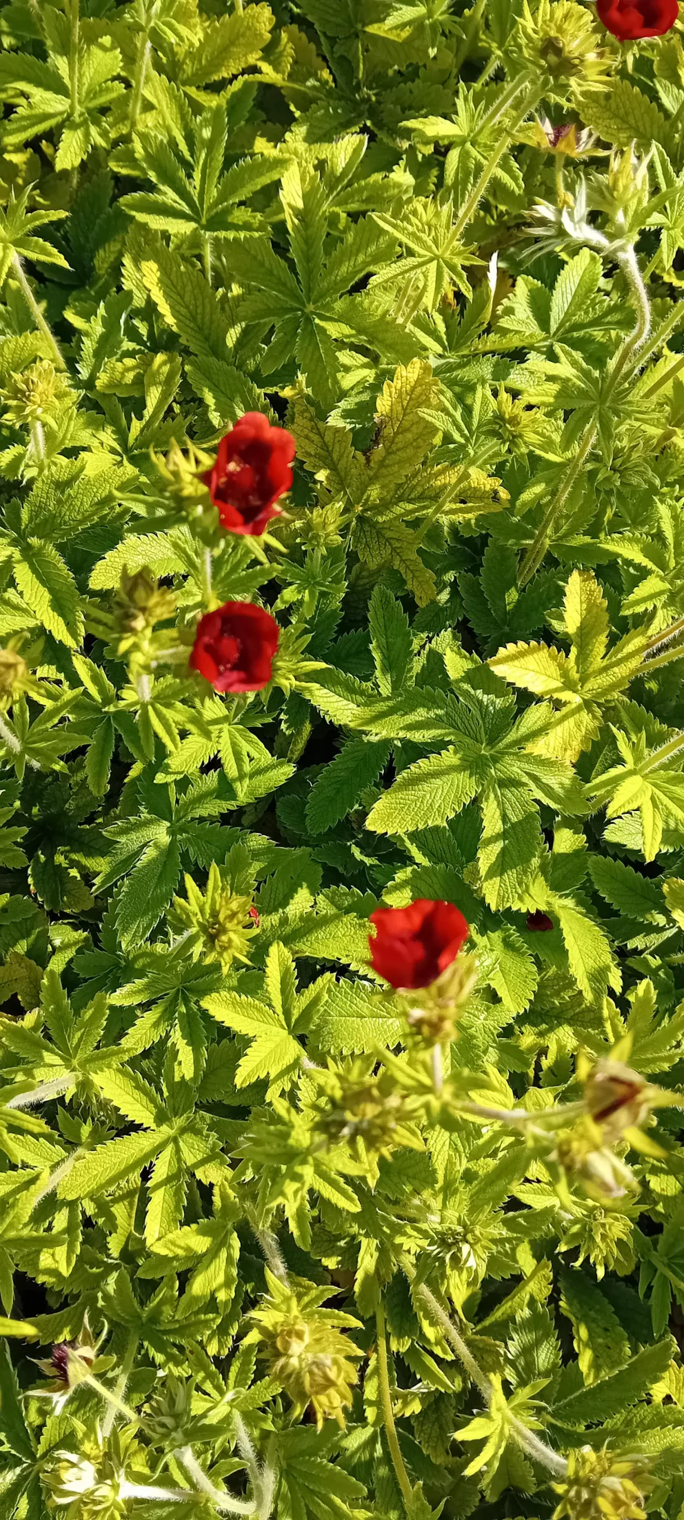 Potentilla thurberi 'Monarch Velvet'