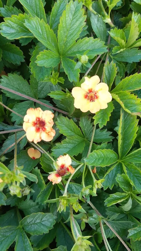 Potentilla tonguei