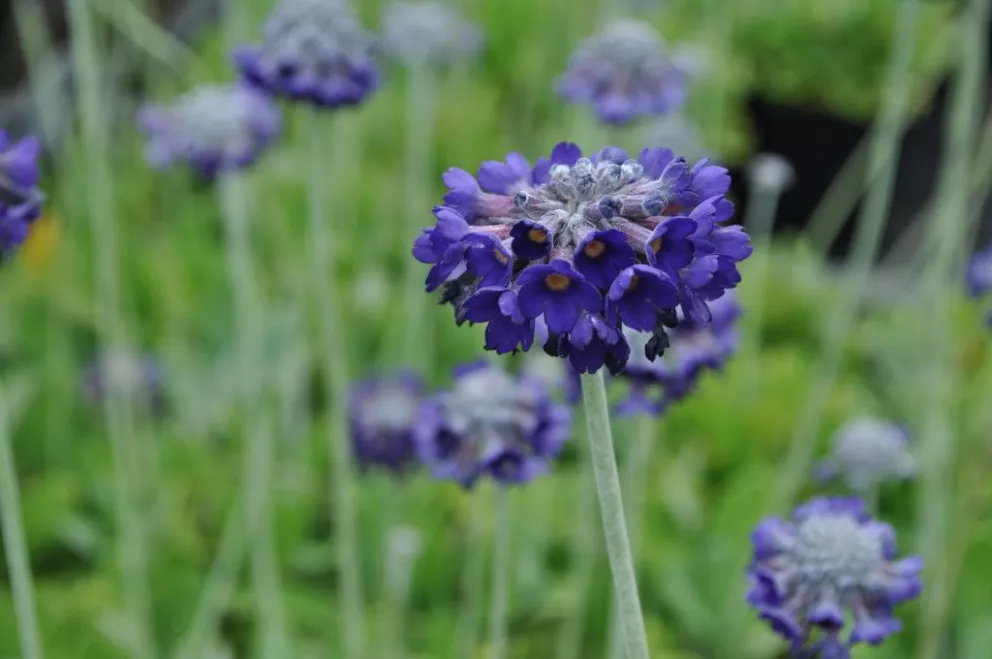 Primula capitata ssp. mooreana