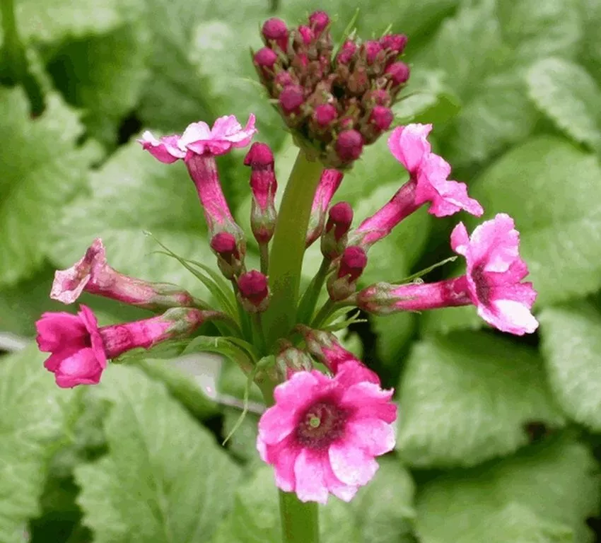 Primula japonica 'Millers Crimson'