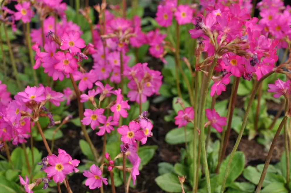 Primula rosea 'Grandiflora'