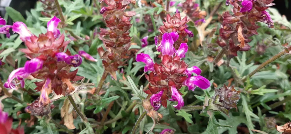 Prunella grandiflora 'Gerhard Rudolf'